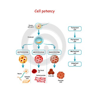 Cell potency. From Totipotent to Pluripotent, Multipotent, and Unipotent cell