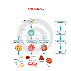 Cell potency. From Totipotent to Pluripotent, Multipotent, and Unipotent cell photo