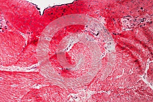 Cell pyloric division stomach of the dog