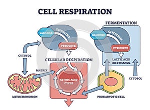 Cell respiration process explanation with biological stages outline diagram