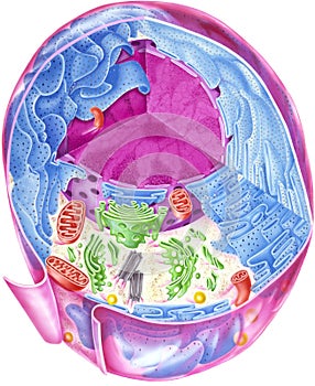 Cell - Showing Internal Structures