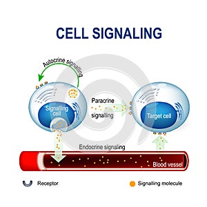 Cell signaling. intracrine, autocrine and endocrine signals.