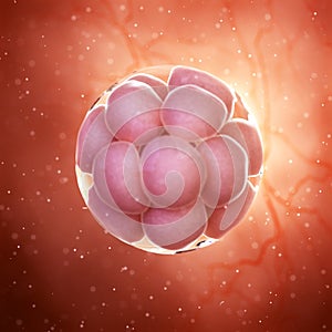 a 16 cell stage embryo photo