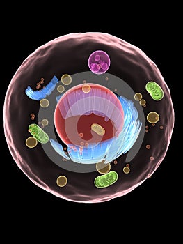 Cell structure photo