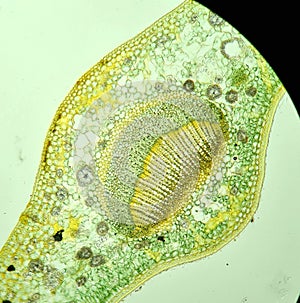 Cell structure of camellia leaf, microscopic view