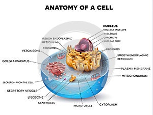 Cell structure photo
