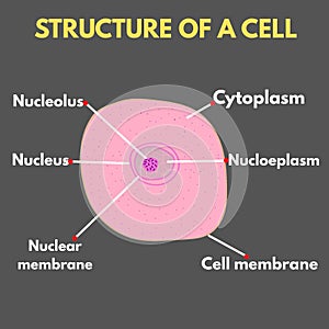 cell structure diagram