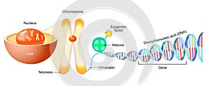 Cell Structure. Gene, DNA and Chromosome