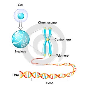 Cell structure. Genetic material from Gene to DNA and Chromosome