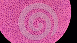 Cell structure of human amnion