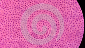 Cell structure of human amnion