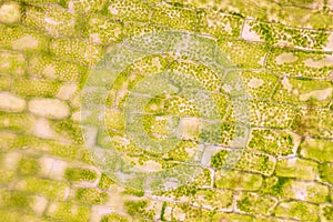 Cell structure Hydrilla, view of the leaf surface showing plant cells under the microscope.