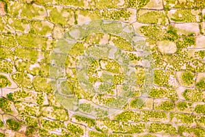 Cell structure Hydrilla, view of the leaf surface showing plant cells under the microscope.