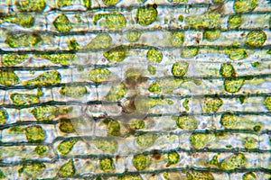 Cell structure Hydrilla, view of the leaf surface showing plant cells under the microscope.
