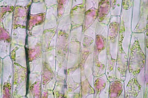 Cell structure Hydrilla, view of the leaf surface showing plant cells under the microscope.