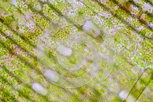 Cell structure Hydrilla, view of the leaf surface showing plant cells under the microscope.