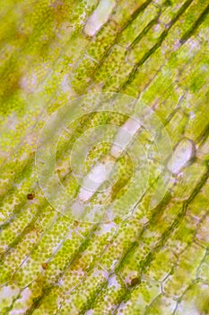 Cell structure Hydrilla, view of the leaf surface showing plant cells under the microscope.