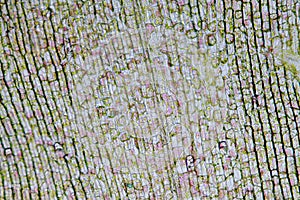 Cell structure Hydrilla, view of the leaf surface showing plant cells under the microscope.