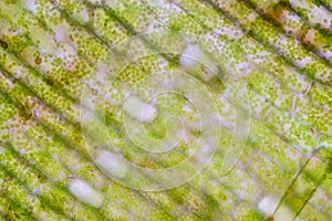 Cell structure Hydrilla, view of the leaf surface showing plant cells under the microscope. photo