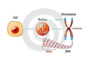 Cell Structure. Nucleus with chromosomes, DNA molecule, telomere and gene