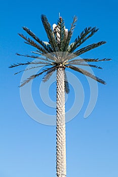 Cell tower disguised as a palm in Abu Dhabi, United Arab Emirat