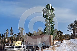 Cell Tower Disguised as a Tree