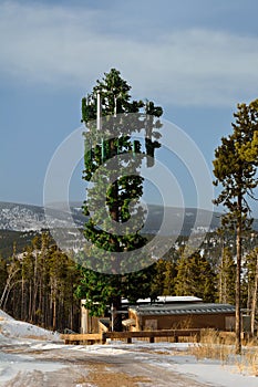 Cell Tower Disguised as a Tree photo