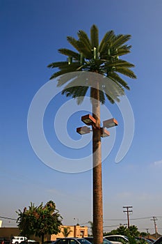 Cell tower pretend to be a palm tree