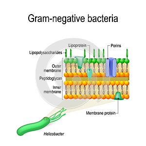 cell wall structure of Gram-negative Bacteria for example Helicobacter. photo