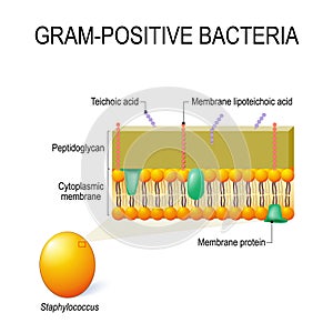 cell wall structure of Gram-positive Bacteria for example Staphylococcus. photo