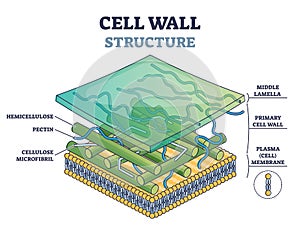 Cell wall structure with plant cellular parts description outline diagram