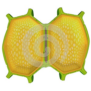 Cellula parete 