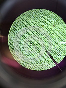 Cell walls in grass seen through compound microscope. Experiential learning science lab equipment. Chemistry biology experiment