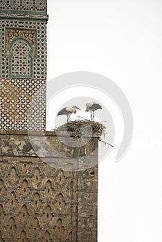 Cellah - ancient Roman palace and necropolis