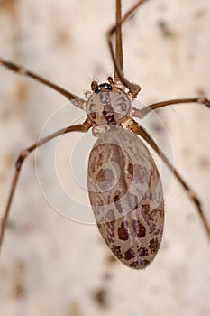 Cellar Spider