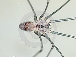 Cellar Spider