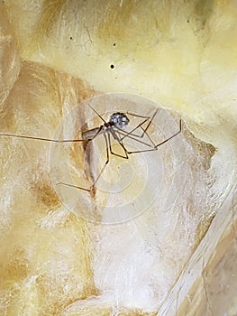 Cellar spider