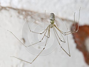 Cellar Spider - Daddy Long Legs - Pholcus phalangioides