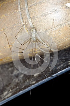 Cellar Spider - Daddy Long Legs - Pholcus phalangioides