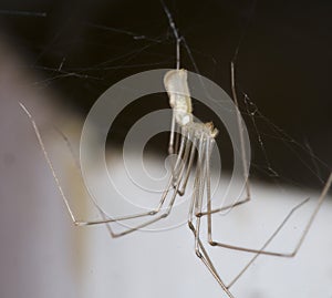 Cellar Spider - Daddy Long Legs - Pholcus phalangioides
