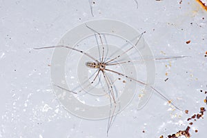 Daddy Longlegs on Rusty Sheet photo