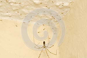 The Cellar Spider, Pholcus phalangioides with newly hatched babies
