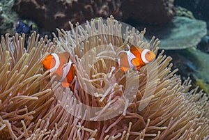 cellaris clownfish,Amphiprion ocellaris,a