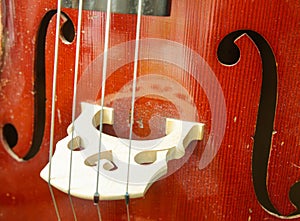 Cello closeup