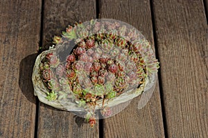 Cellophane packaging with small red green cactus sprouts