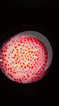 Cells photo