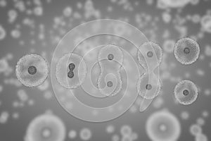 Cells dividing by osmosis, cells multiplication