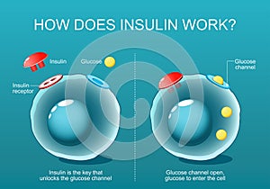 Cells, Glucose channel and Insulin receptor photo