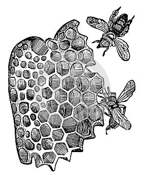 Cells of Honey Bees, vintage illustration