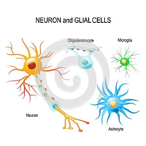 Cells of human\'s brain. Neuron and glial cells (Microglia, astrocyte and oligodendrocyte photo